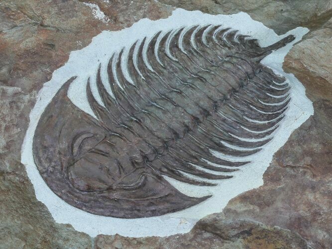 Early Cambrian Psedosaukianda Trilobite - Morocco #66931